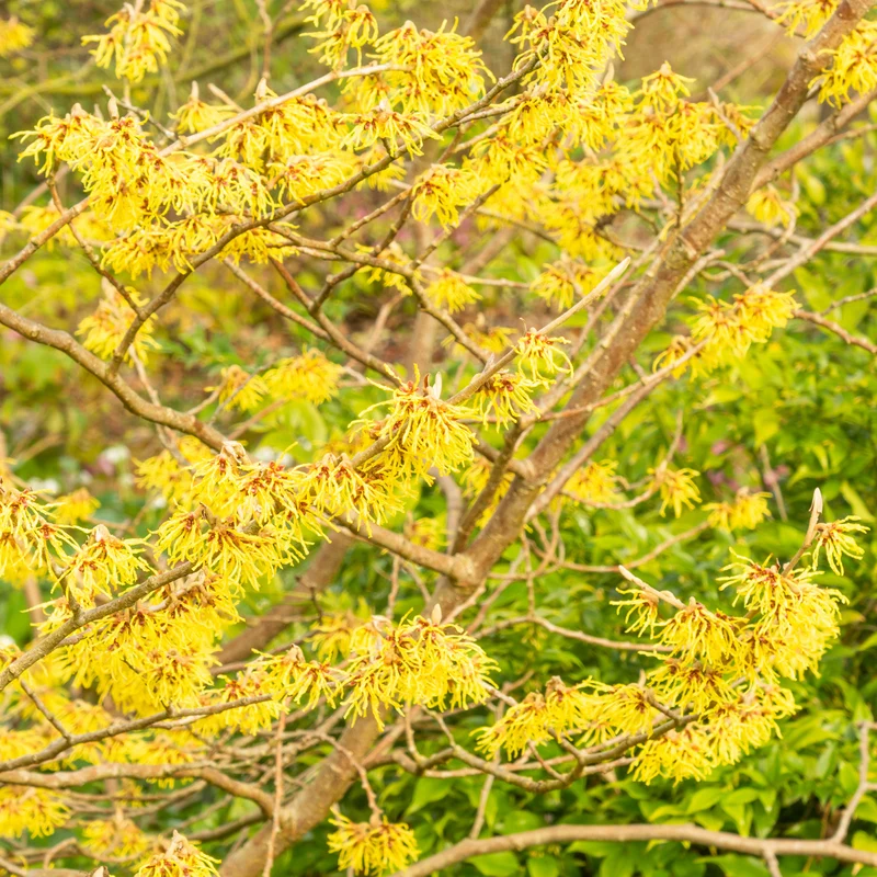 Zaubernuss 'Arnold Promise' Gelb
