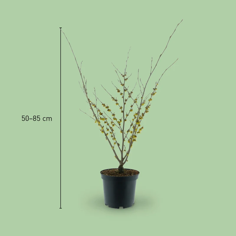 Zaubernuss 'Arnold Promise' Gelb