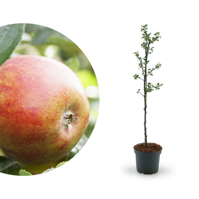 Bio-Apfelbaum 'Holsteiner Cox' Herbstapfel