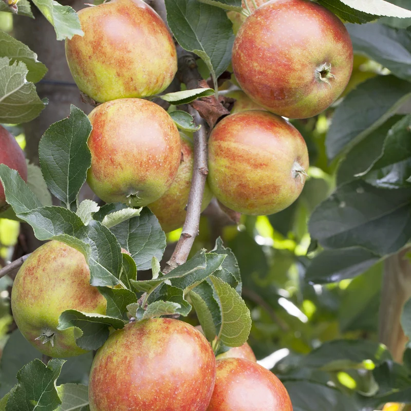 Bio-Apfelbaum 'Holsteiner Cox' Herbstapfel