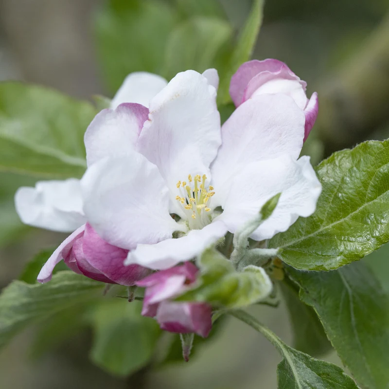 Bio-Apfelbaum 'Holsteiner Cox' Herbstapfel