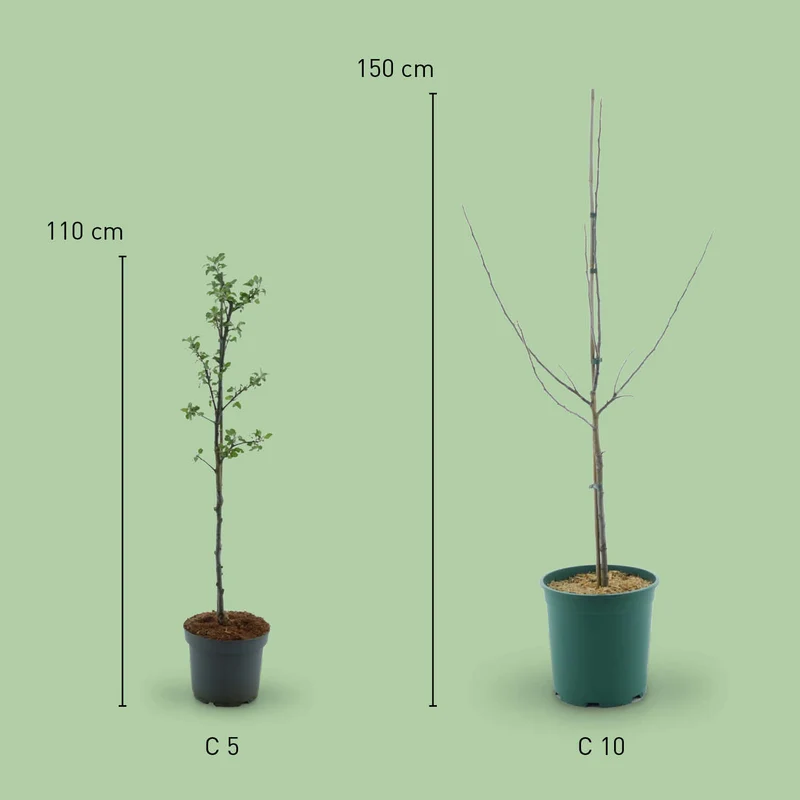 Bio-Apfelbaum 'Holsteiner Cox' Herbstapfel