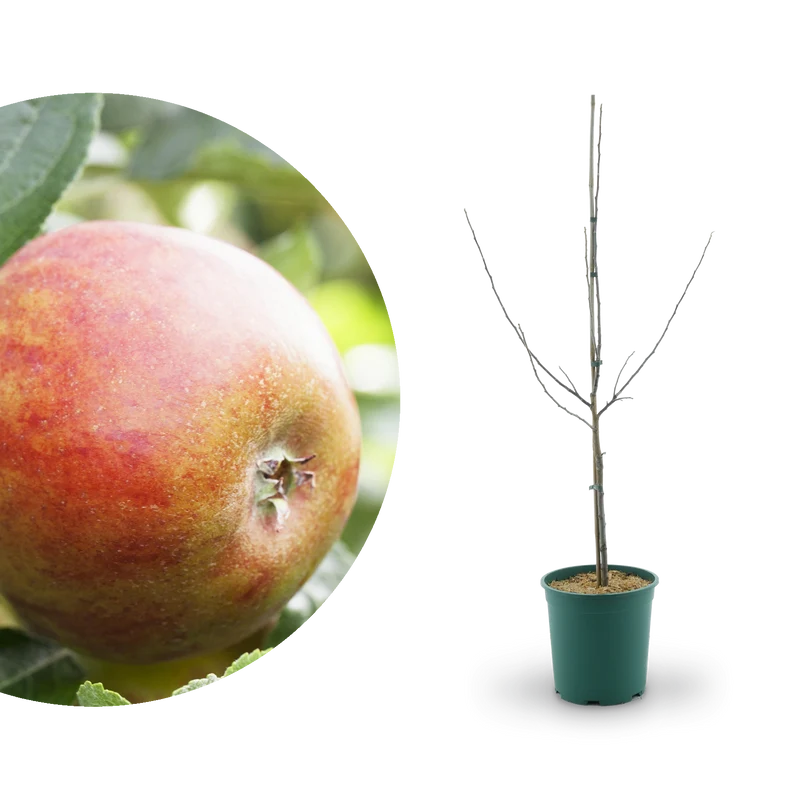 Bio-Apfelbaum 'Holsteiner Cox' Herbstapfel