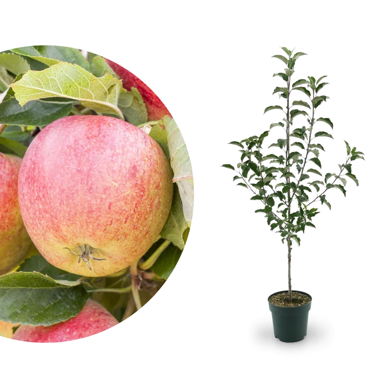 Bio-Apfelbaum 'Gravensteiner' Herbstapfel