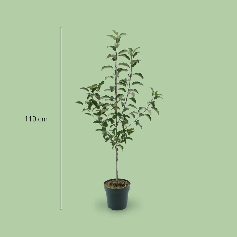 Bio-Apfelbaum 'Gravensteiner' Herbstapfel