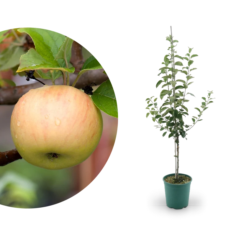 Bio-Apfelbaum 'Goldparmäne' Winterapfel