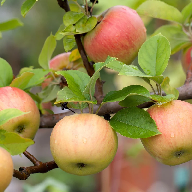 Bio-Apfelbaum 'Goldparmäne' Winterapfel