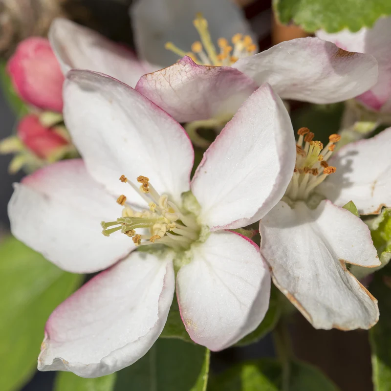 Bio-Apfelbaum 'Goldparmäne' Winterapfel