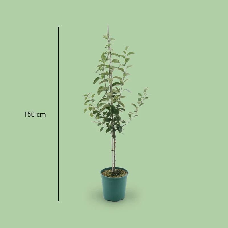 Bio-Apfelbaum 'Goldparmäne' Winterapfel