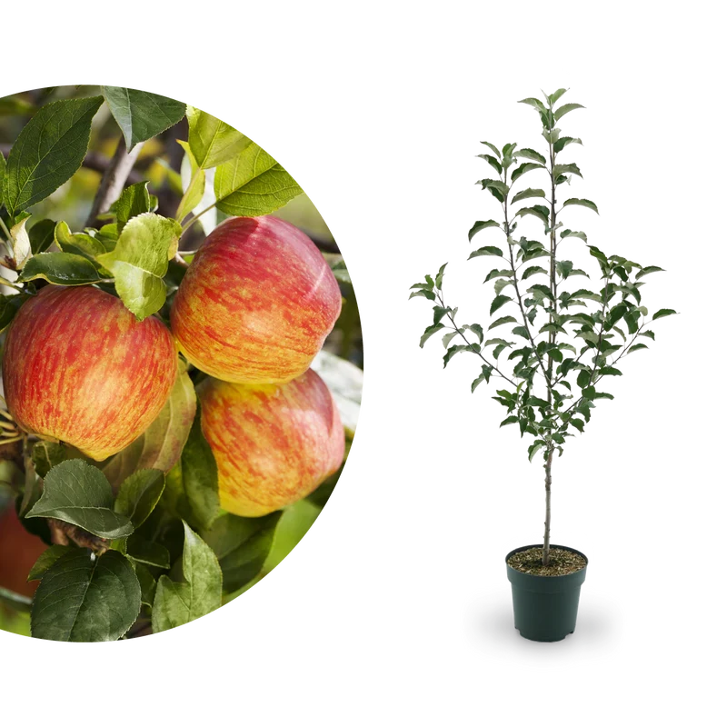 Bio-Apfelbaum 'Gewürzluiken' Winterapfel