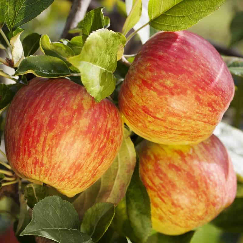 Bio-Apfelbaum 'Gewürzluiken' Winterapfel