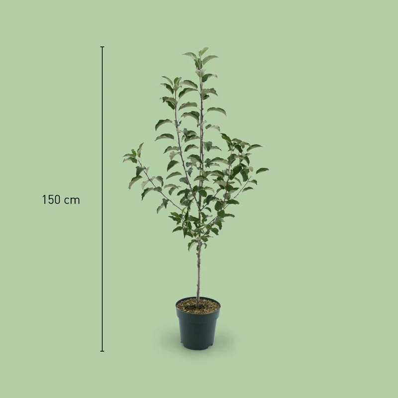 Bio-Apfelbaum 'Gewürzluiken' Winterapfel