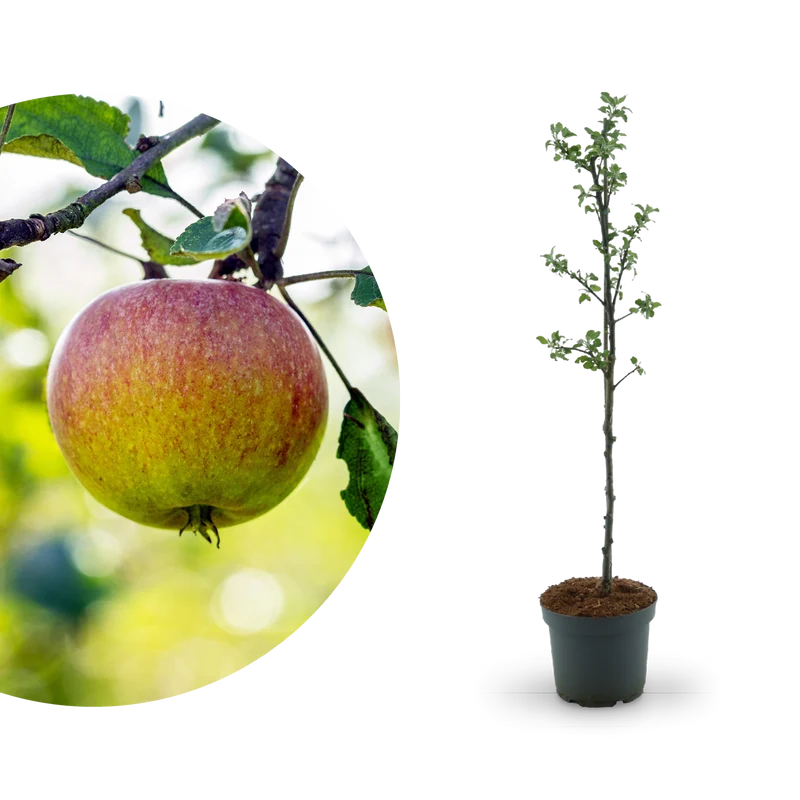 Bio-Apfelbaum 'Cox Orange Renette' Herbstapfel
