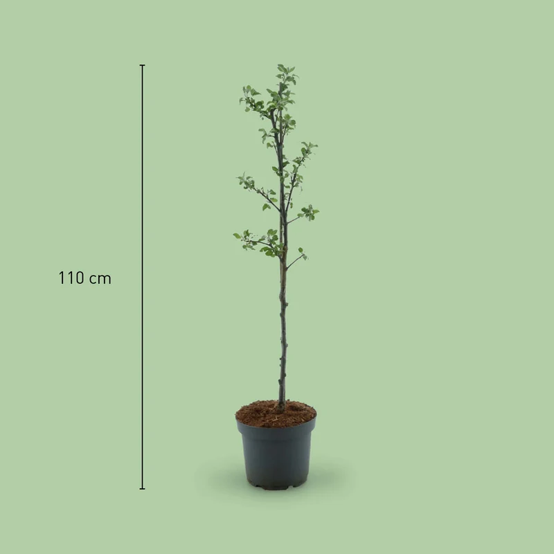 Bio-Apfelbaum 'Cox Orange Renette' Herbstapfel