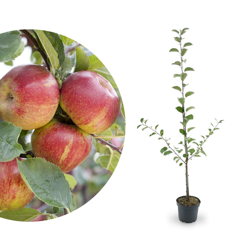 Bio-Apfelbaum 'Boskoop' Winterapfel