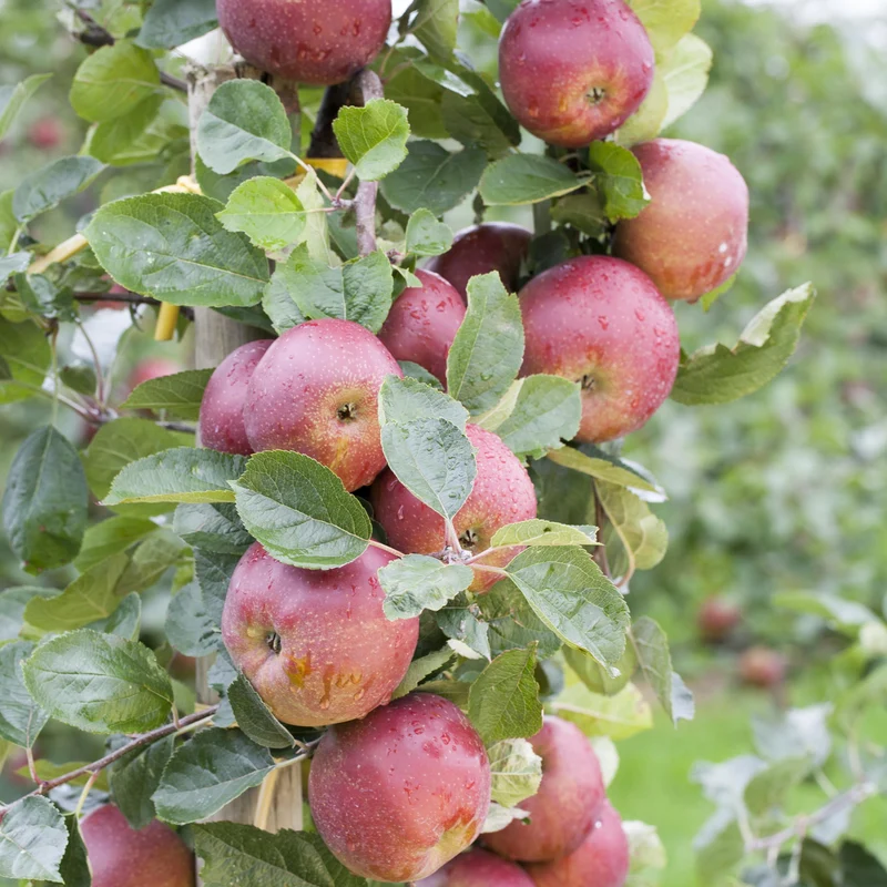 Bio-Apfelbaum 'Boskoop' Winterapfel