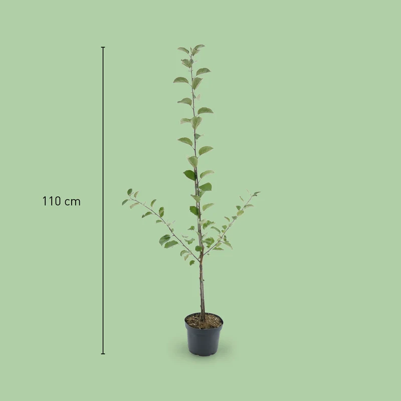 Bio-Apfelbaum 'Boskoop' Winterapfel