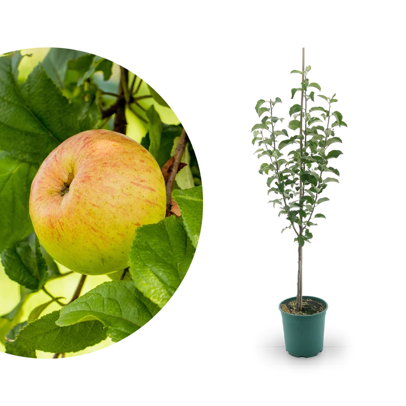 Bio-Apfelbaum 'Berlepsch' Winterapfel