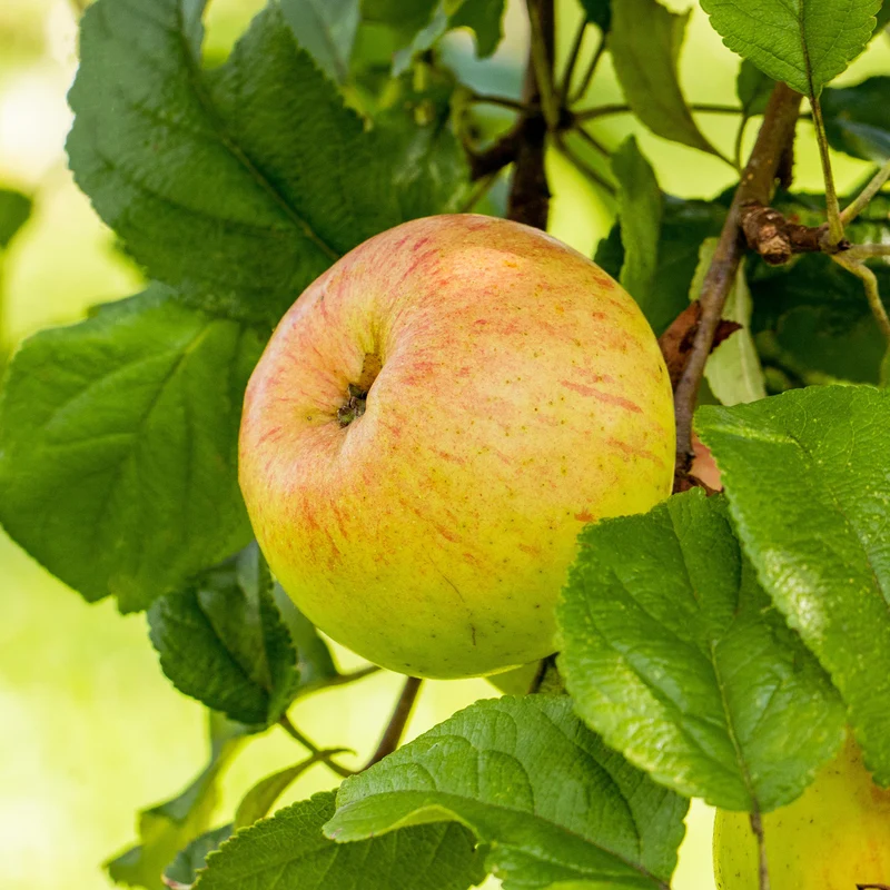 Bio-Apfelbaum 'Berlepsch' Winterapfel