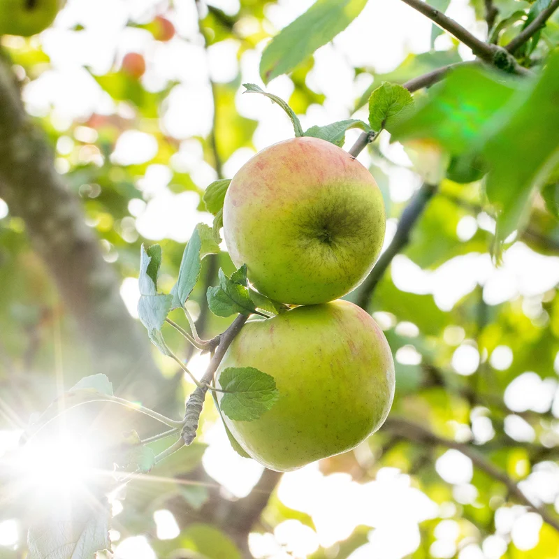 Bio-Apfelbaum 'Berlepsch' Winterapfel