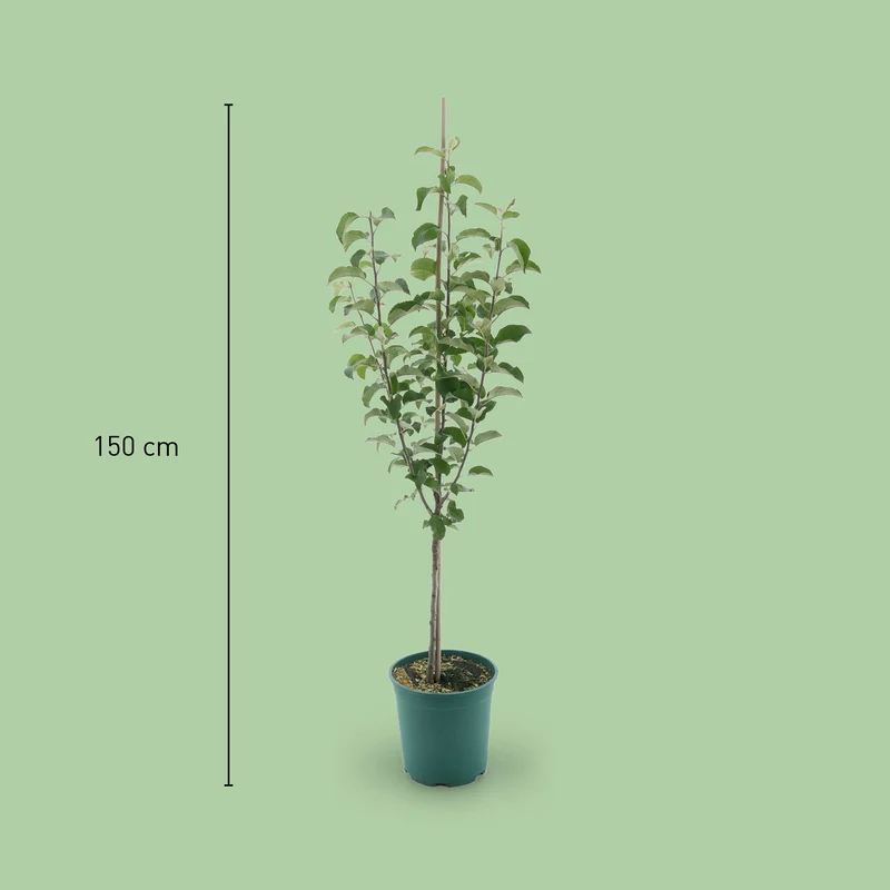 Bio-Apfelbaum 'Berlepsch' Winterapfel