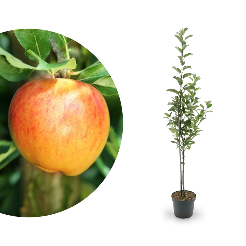 Bio-Apfelbaum ‘Alkmene’ Herbstapfel