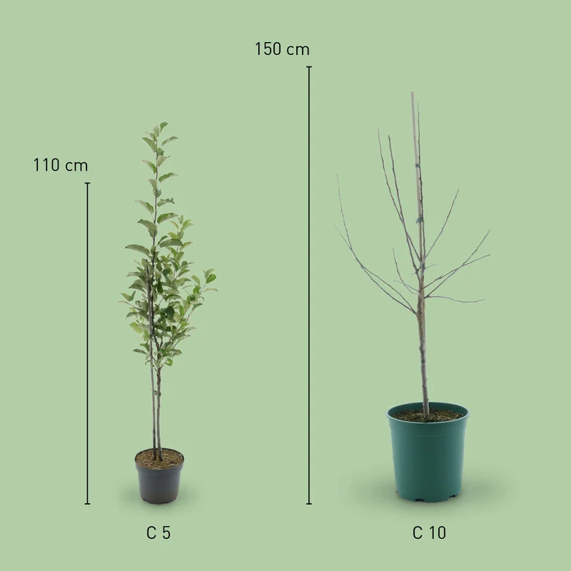 Bio-Apfelbaum ‘Alkmene’ Herbstapfel