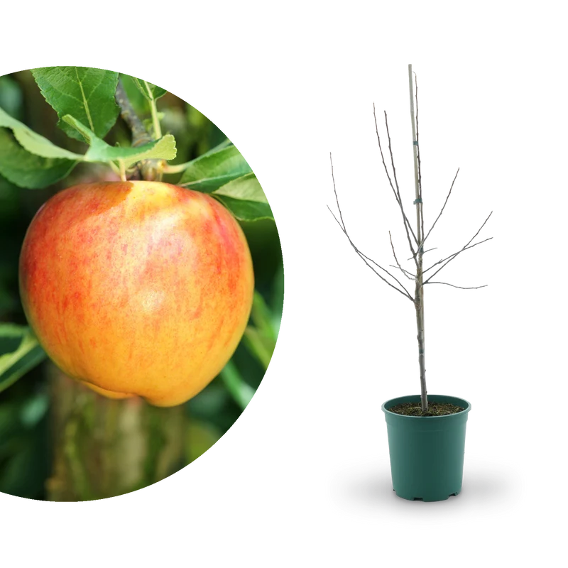 Bio-Apfelbaum ‘Alkmene’ Herbstapfel