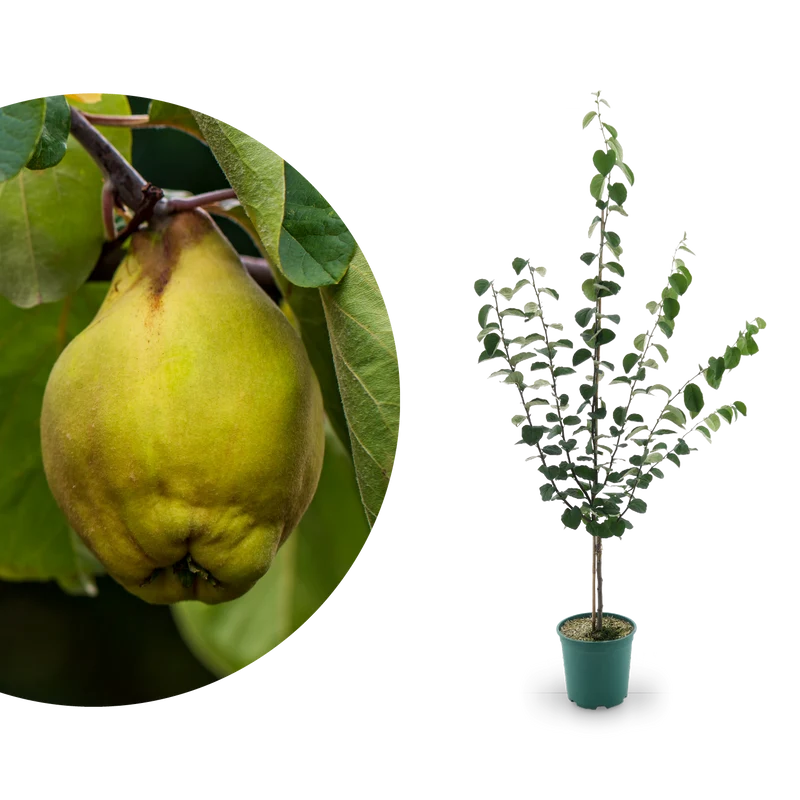 Bio-Quitte 'Robusta'