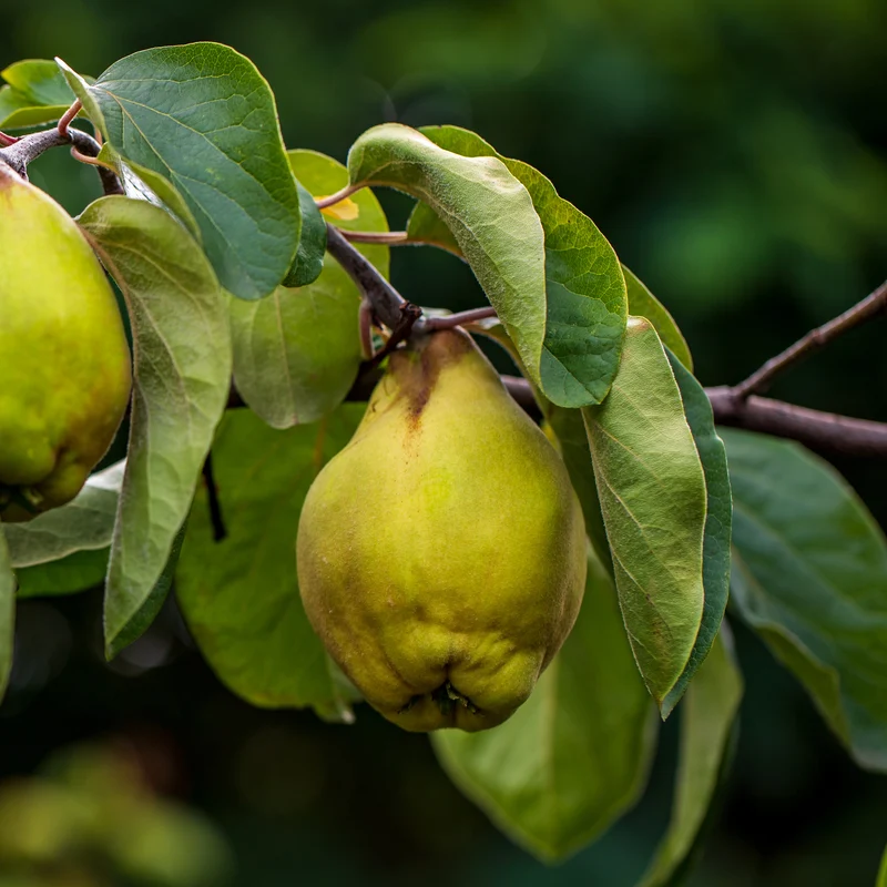 Bio-Quitte 'Robusta'