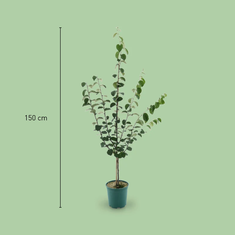 Bio-Quitte 'Robusta'