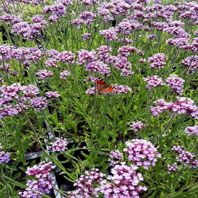Eisenhart (Verbena bonariensis)