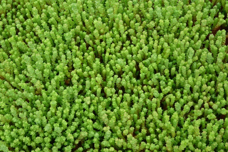 Mauerpfeffer (Sedum acre)