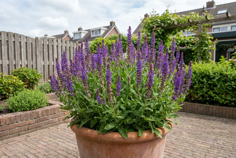 Salbei (Salvia nemorosa 'Ostfriesland')