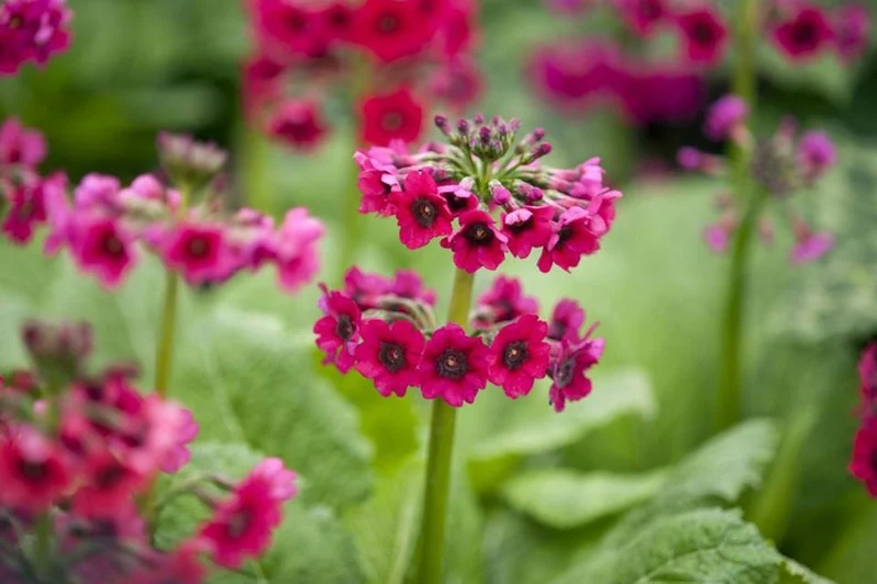 Bühnen-Primel (Primula japonica 'Miller's Crimson')