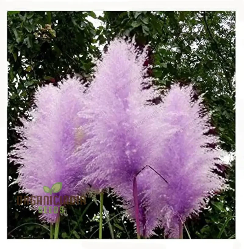 Purple Pampas Grass Seeds for Planting, Ultimate Guide for Growing Stunning Pampas Grass in Your Garden
