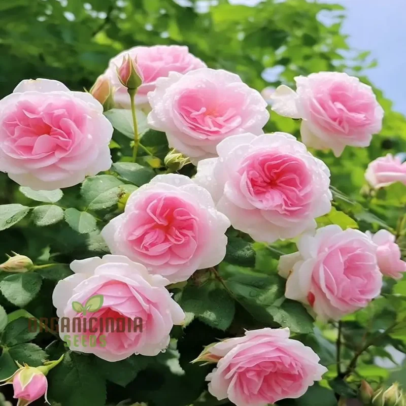 Pink & White Rose Seeds – Dual Color Garden Flowers