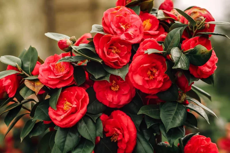 Camellia Seeds (Red Camellia Japonica Seeds) - All Season Blooms for Gardens