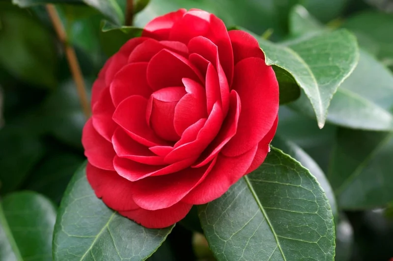 Camellia Seeds (Red Camellia Japonica Seeds) - All Season Blooms for Gardens