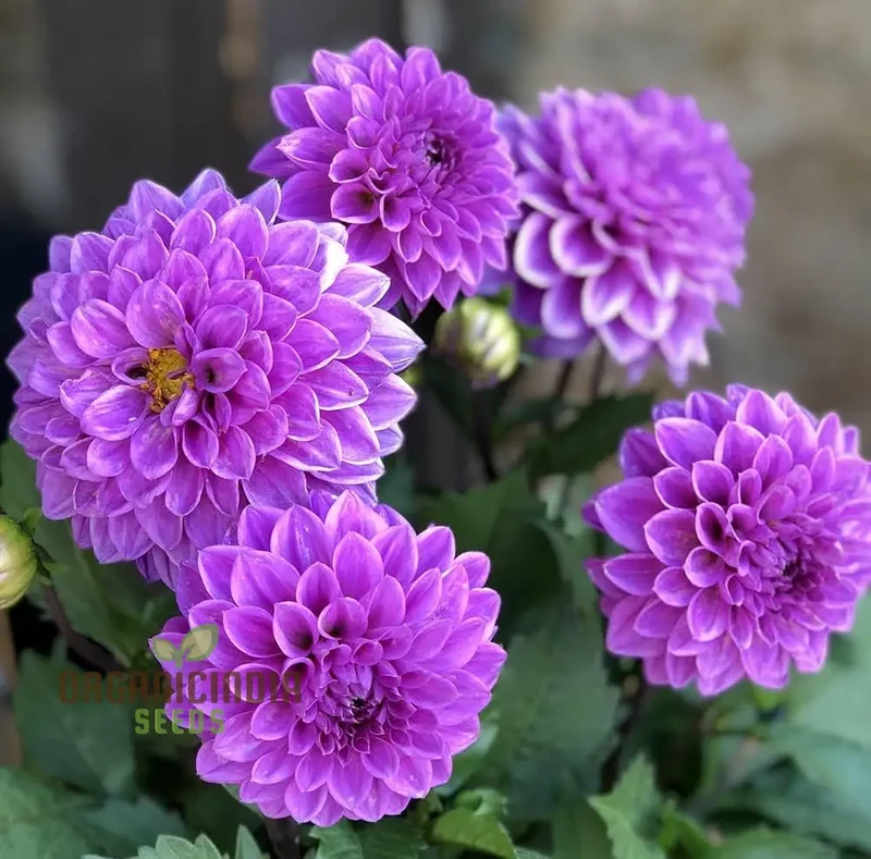 Purple Blue Marigold Glinda Flower Seeds for Planting, Vibrant and Long-Lasting Blooms for Your Garden, Perfect for Flower Beds