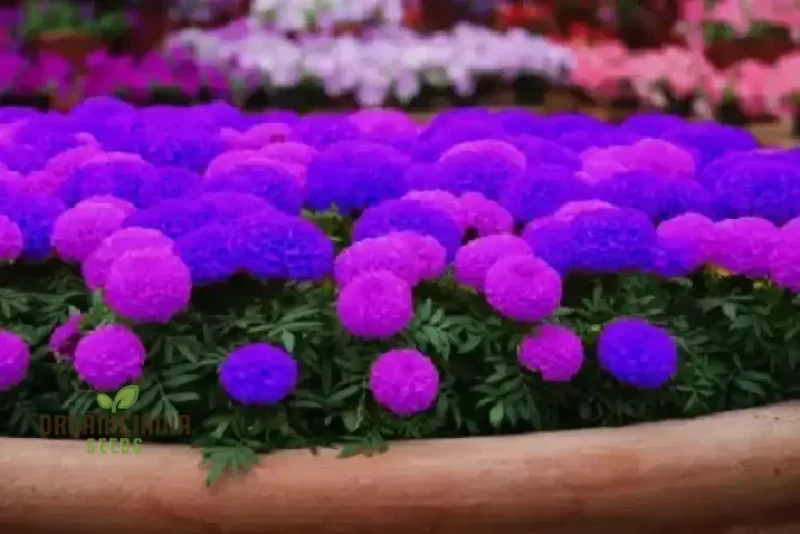 Purple Blue Marigold Glinda Flower Seeds for Planting, Vibrant and Long-Lasting Blooms for Your Garden, Perfect for Flower Beds