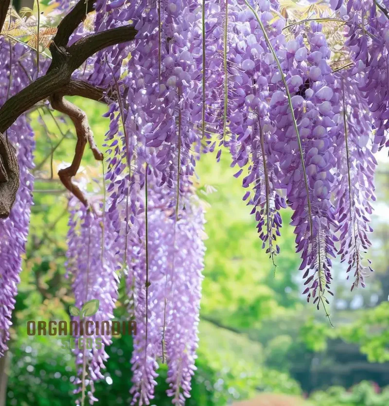Purple Wisteria Fresh Seeds for Gardening Enthusiasts, Wisteria sinensis Vine Seeds