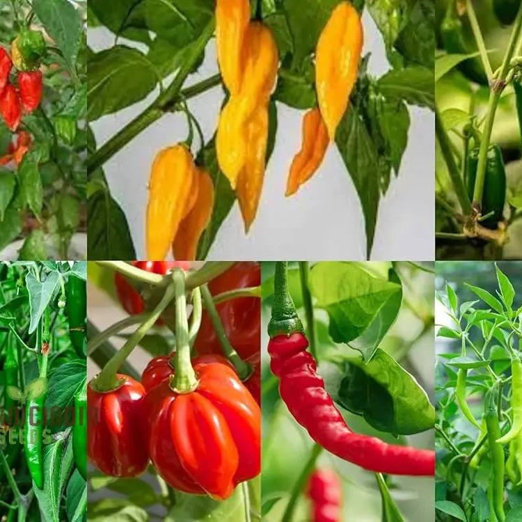 7 Variety Combo Pepper Seeds, 50+ Vegetable Seeds for Planting and Growing a Flavorful Pepper Garden