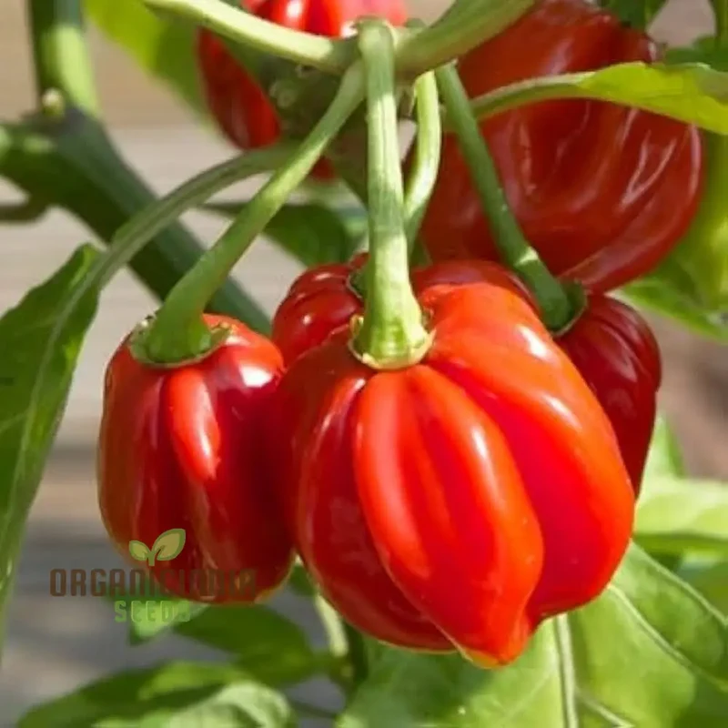 7 Variety Combo Pepper Seeds, 50+ Vegetable Seeds for Planting and Growing a Flavorful Pepper Garden