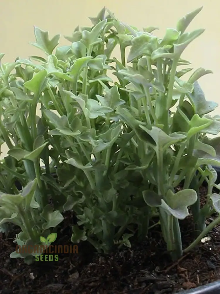 Ric Senecio Articulatus Succulent Seeds for Planting (100 pcs)
