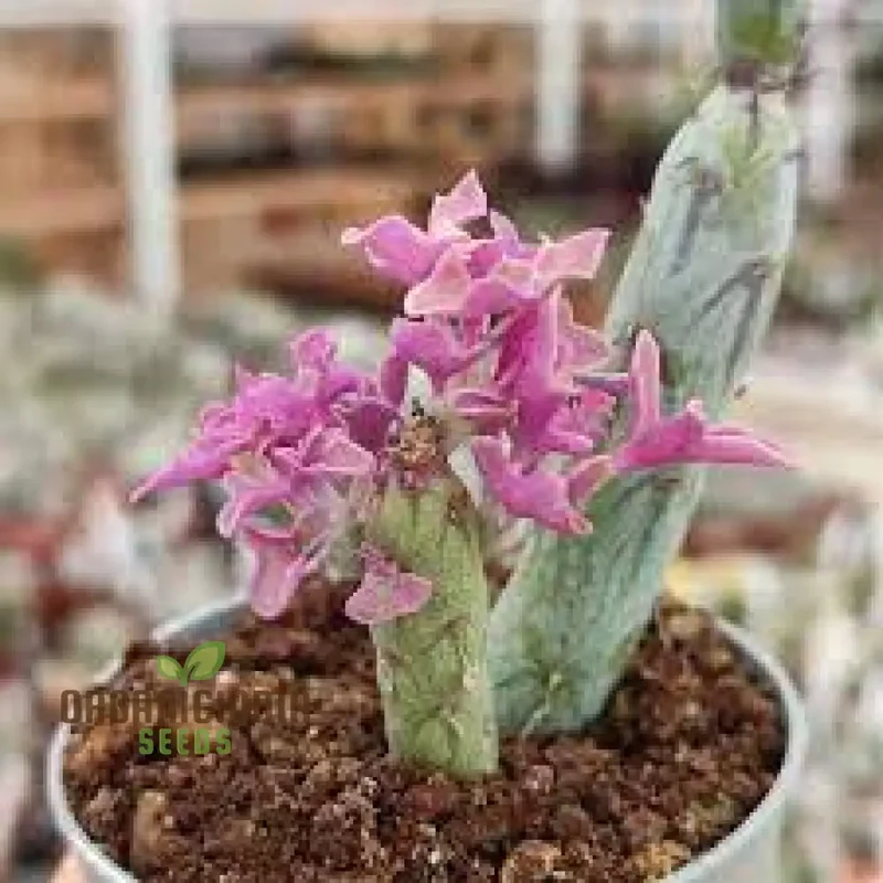 Ric Senecio Articulatus Succulent Seeds for Planting (100 pcs)