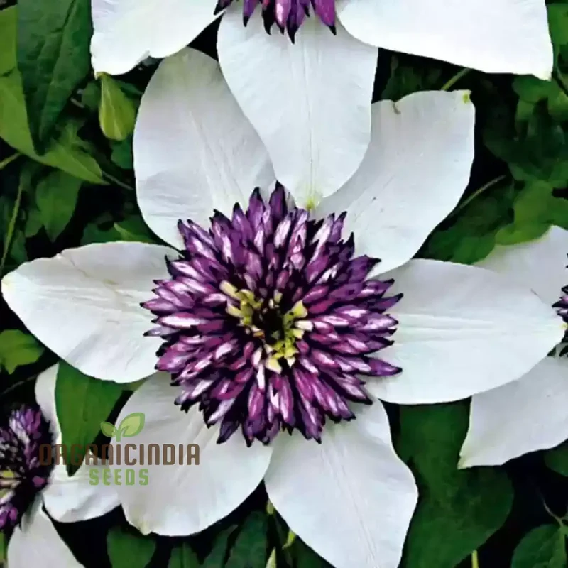 Clematis Hybridas Flower Seeds for Planting