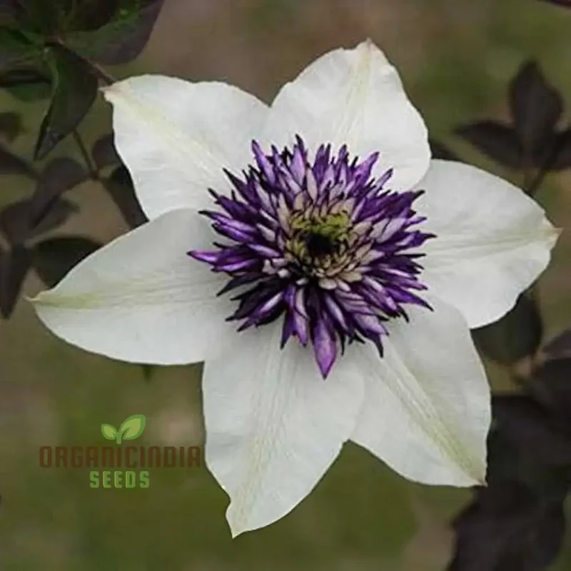Clematis Hybridas Flower Seeds for Planting