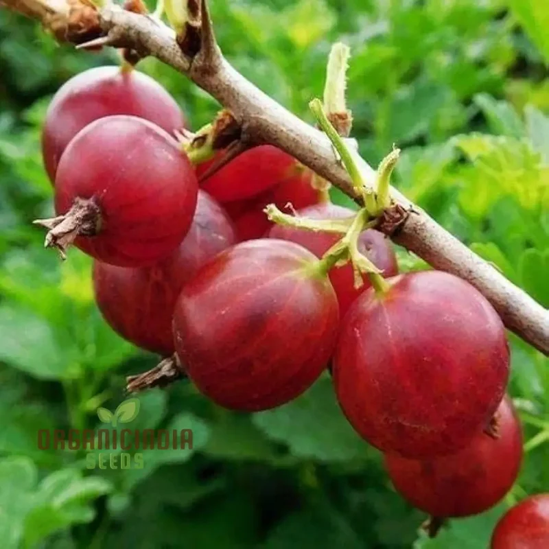 Red Pixwell Gooseberry Fruit Seeds for Planting