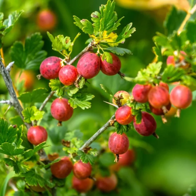 Red Pixwell Gooseberry Fruit Seeds for Planting